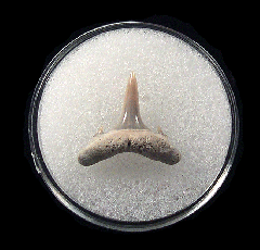 Odontaspis acutissima