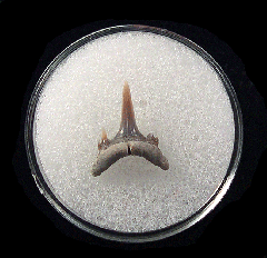 Odontaspis acutissima