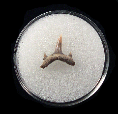 Lee Creek Odontaspis acutissima shark tooth for sale | Buried Treasure Fossils