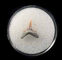 Odontaspis acutissima