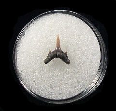 Odontaspis acutissima