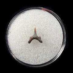 Odontaspis acutissima