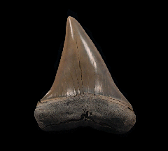 Perfect Lee Creek Cosmopolitodus tooth for sale | Buried Treasure Fossils