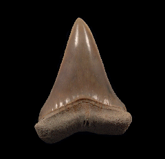 Perfect Lee Creek Cosmopolitodus tooth for sale | Buried Treasure Fossils