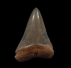 Perfect Lee Creek Cosmopolitodus tooth for sale | Buried Treasure Fossils