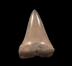 Brown Lee Creek Mako shark tooth for sale | Buried Treasure Fossils