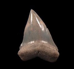 Top Quality Aurora Mako upper jaw tooth for sale | Buried Treasure Fossils