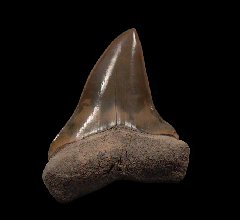 Perfect Lee Creek Cosmopolitodus tooth for sale | Buried Treasure Fossils