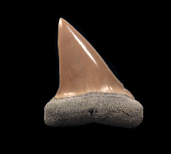 Quality Lee Creek Isurus hastalis tooth for sale | Buried Treasure Fossils