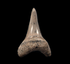 Colorful Lee Creek Hastalis tooth | Buried Treasure Fossils
