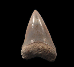 Brown Lee Creek Mako shark tooth | Buried Treasure Fossils