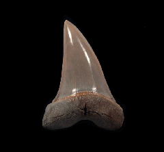 Aurora Cosmopolitodus hastalis lateral tooth for sale | Buried Treasure Fossils