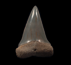 Isurus hastalis   (Carcharodon hastalis)