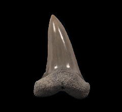 Isurus hastalis   (Carcharodon hastalis)