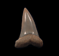 Isurus hastalis   (Carcharodon hastalis)