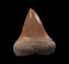 Colorful Lee Creek Hastalis tooth | Buried Treasure Fossils