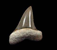 Aurora A3 anterior Mako tooth for sale | Buried Treasure Fossils