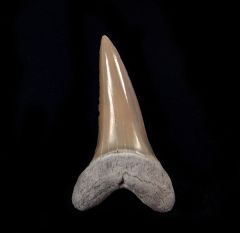 Isurus desori