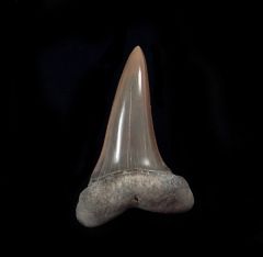 Isurus desori