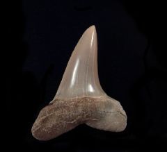 Isurus desori