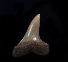 Isurus desori