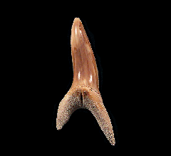 Lee Creek Isurus desoti tooth | Buried Treasure Fossils