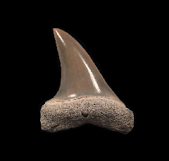 Isurus oxyrinchus - Shortfin Mako