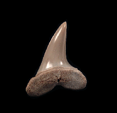 Lee Creek Isurus oxyrinchus shark tooth for sale | Buried Treasure Fossils