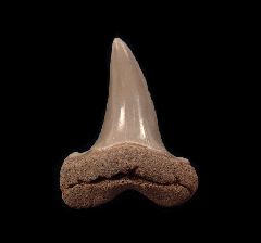 Isurus retroflexus