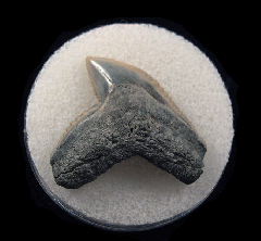 Galeocerdo cuvier