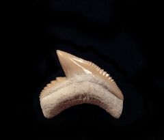 Galeocerdo cuvier