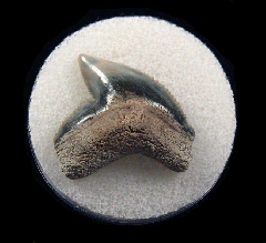 Galeocerdo cuvier