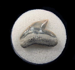 Galeocerdo cuvier