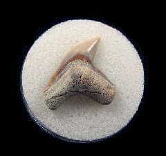 Galeocerdo cuvier