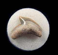 Galeocerdo cuvier
