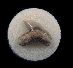 Galeocerdo cuvier