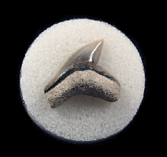 Galeocerdo cuvier