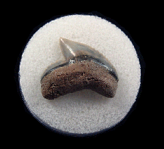 Galeocerdo cuvier
