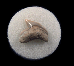 Galeocerdo cuvier