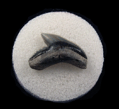 Galeocerdo cuvier