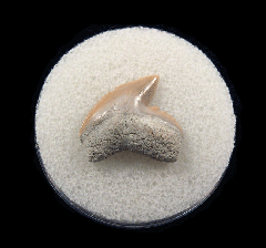 Galeocerdo cuvier