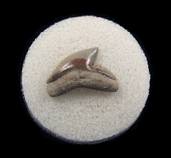 Galeocerdo cuvier