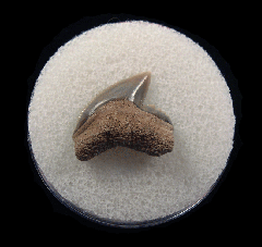 Extant Lee Creek Tiger shark tooth | Buried Treasure Fossils