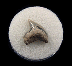 Galeocerdo cuvier