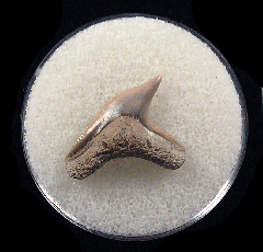 Physogaleus aduncus LC472 | Buried Treasure Fossils