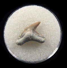 Physogaleus aduncus LC472 | Buried Treasure Fossils