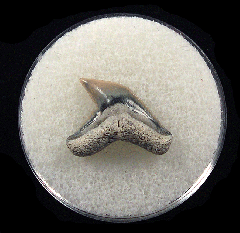 Quality Lee Creek Physogaleus aduncus tooth for sale | Buried Treasure Fossils