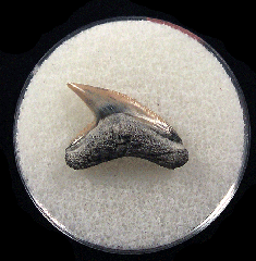 Physogaleus aduncus LC472 | Buried Treasure Fossils