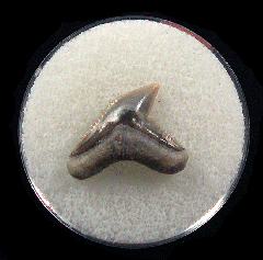 Physogaleus aduncus LC472 | Buried Treasure Fossils