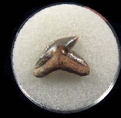 Physogaleus aduncus LC472 | Buried Treasure Fossils